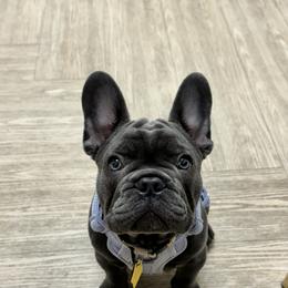 French Bulldog Puppies from De Goza Camp