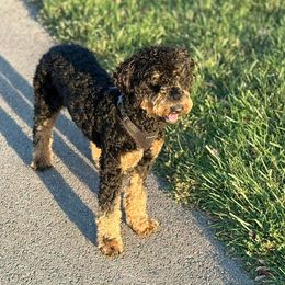 Bordoodle and Poodle All Grown Up from Poo's Doo's & Inu's