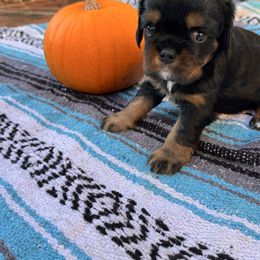 Bruno - Black and tan male Cavalier King Charles Spaniel puppy in California from Tinkerpups