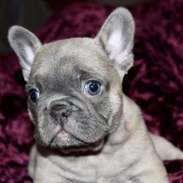 French Bulldogs from Royal Kingdom Bulldogs
