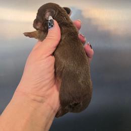 Chocolate Tan Female - Chocolate and tan female Dachshund puppy in Austin, Colorado from Colorado Mini Dachshunds & Mini Pomskies