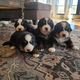 Bernese Mountain Dog Puppies from Muddy Paw Acres