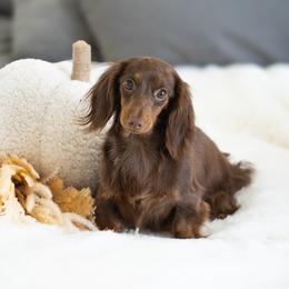 Eve - Dachshund