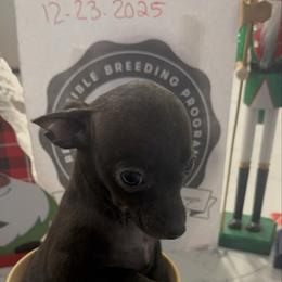 Black beauty - Black female Chihuahua puppy in Las Vegas, Nevada from Quality Poms Chihuahua Yorkies of Las vegas