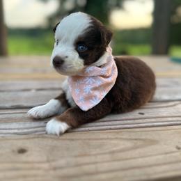 Stars - Red tri female Miniature Australian Shepherd puppy in Doddridge, Arkansas from Huddleston Farm
