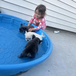French Bulldog Puppies from Jasmine McMurtry