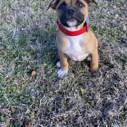 Staffordshire Bull Terrier Puppies from TimbreStaff