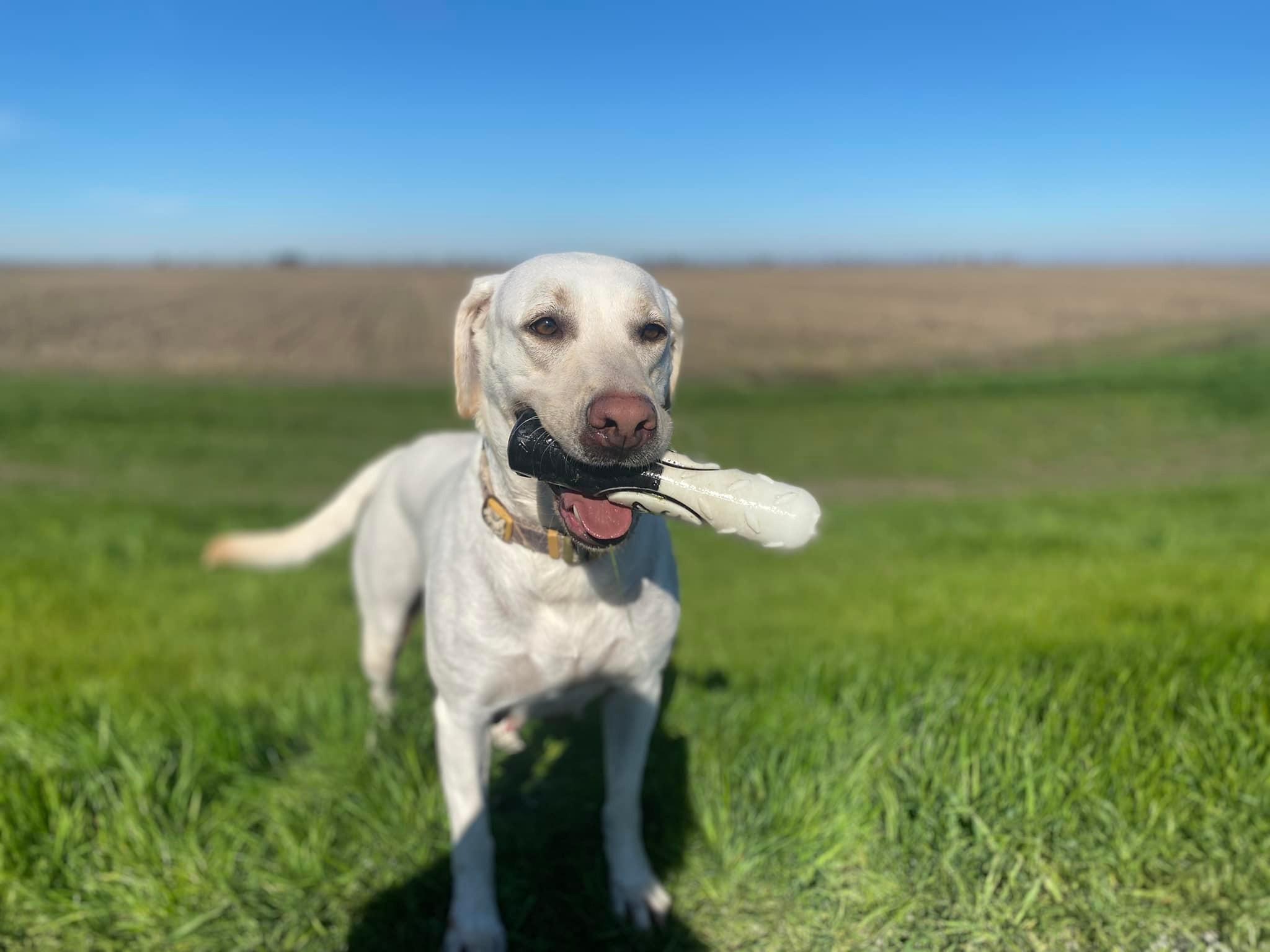 Solano Retrievers in California | Labrador Retriever puppies | Good Dog