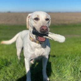 Labrador Retrievers from Solano Retrievers