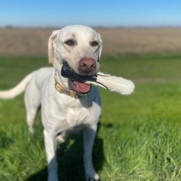 Labrador Retrievers from Solano Retrievers