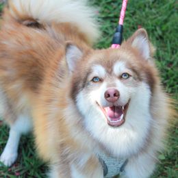 Chloe - Pomsky puppy from Highpoint Pomskies