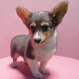 Female 3 - Blue female Pembroke Welsh Corgi puppy in Unicoi, Tennessee from East Tennessee Clark Corgis