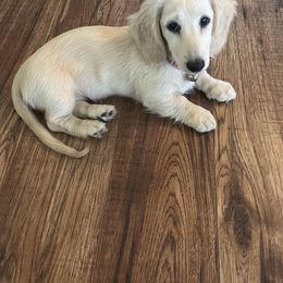Dachshund Puppies from Honey Creek Dachshunds