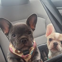 French Bulldog Puppies from PHP's Starbulls