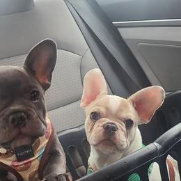 French Bulldog Puppies from PHP's Starbulls