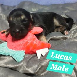 Lucas Aqua Collar - Black and red male German Shepherd puppy in Bedias, Texas from TiPi S Ranch's German Shepherds