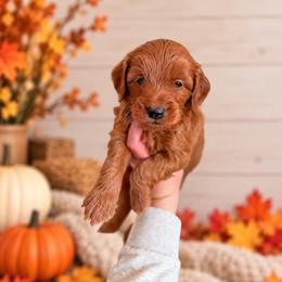 Cider - Yellow Collar - Red  male Goldendoodle puppy in Billings, Montana from Montana Raised Doodles