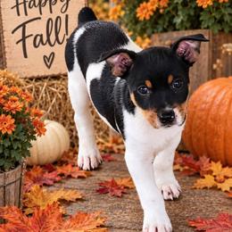 Rat Terrier puppies from AdamsAcres Rat Terriers