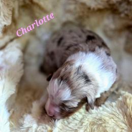 Charlotte - Red merle female Toy Australian Shepherd puppy in Viking, Minnesota from Son Shine Farm