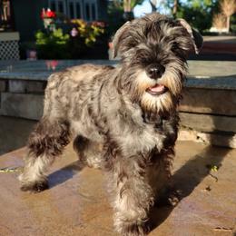 Hedy Lamarr - Salt and pepper female Miniature Schnauzer puppy in Hamptonville, North Carolina from Alabama Havanese Kennel Tidewater Kennel