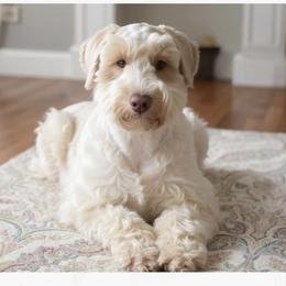 Harper - Miniature Schnauzer