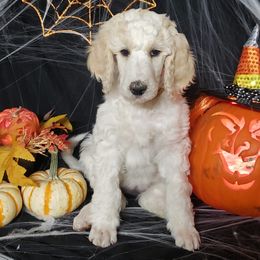 Poodle Puppies from OMG Poodles