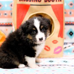 Hydrangia - Black tri-color female Australian Shepherd puppy in South Branch, Michigan from Ross Ranch Mini and Standard Aussie's