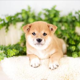 Mojito -FULL AKC REGISTRATION- - Red male Shiba Inu puppy in Neosho, Missouri from Kenny Cave K9s
