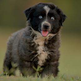 Braddock - Black & white male Miniature Australian Shepherd puppy in Hartman, Arkansas from Southern Edition Aussies