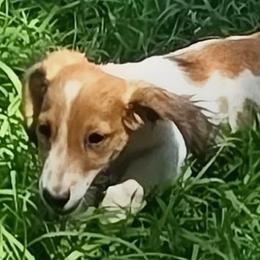 Jordie - Cream male Dachshund puppy in Inverness, Florida from Royalworth Kennel