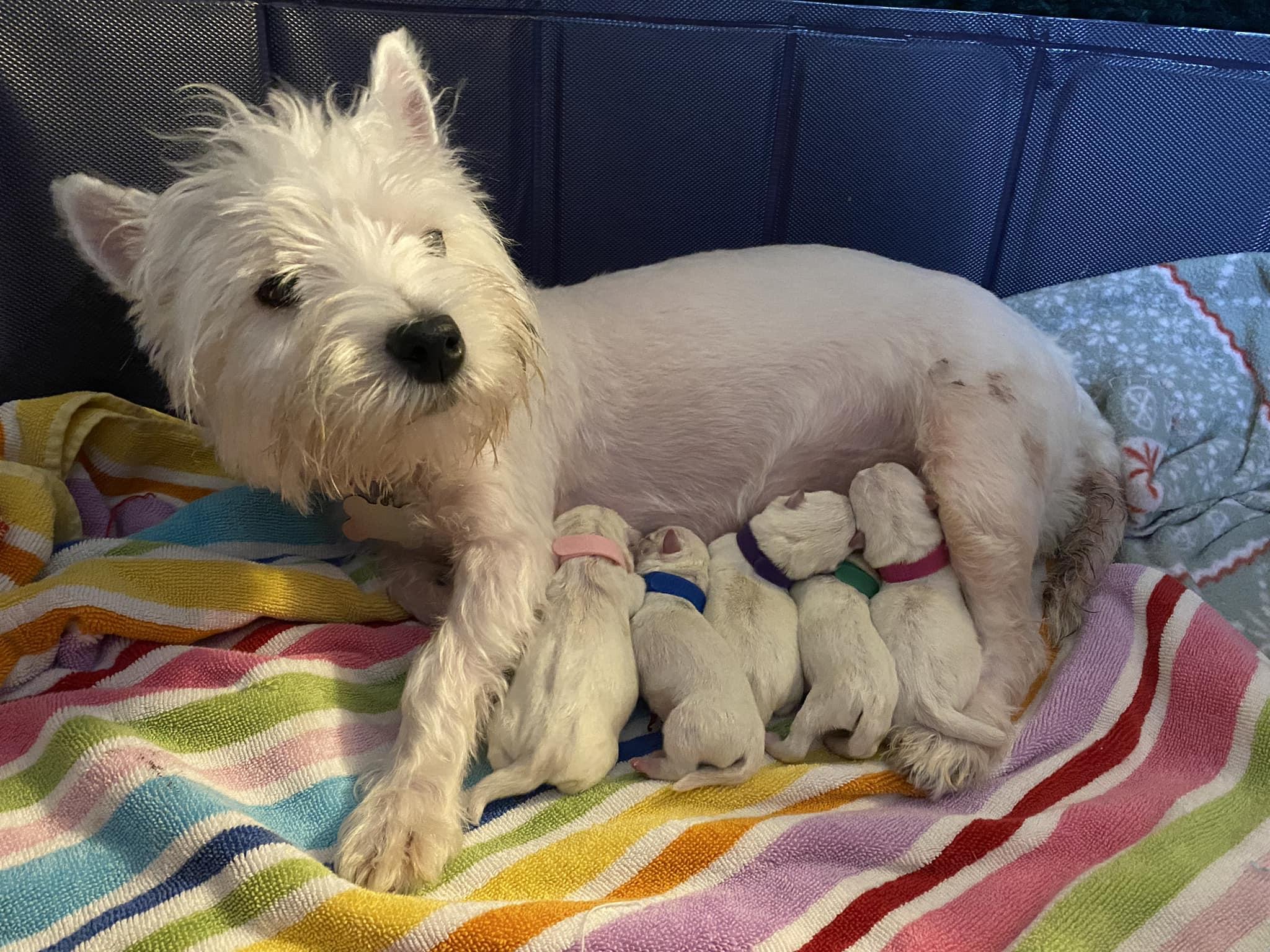 Nice Terriers McGuire’s High Country Terriers in North Carolina | Scottish Terrier ...