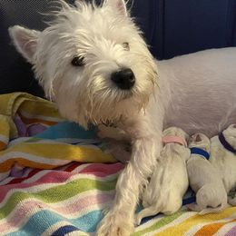 Scottish Terriers and West Highland White Terriers from McGuire’s High Country Terriers