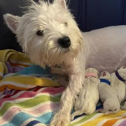Scottish Terriers and West Highland White Terriers from McGuire’s High Country Terriers