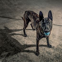 FHH Gabriel 'Gabe' - Black brindle male Dutch Shepherd puppy in Auburn, Georgia from Faberge Hollandse Herdershond