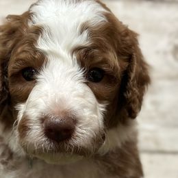 Boy 1 - Red  Goldendoodle puppy in Blanchard, Oklahoma from I Dream of Doodles