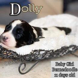 - Bernedoodle puppy in Nebraska from Oakey Dokey Doodles