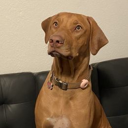 Eris Hazel Makhai - Rhodesian Ridgeback