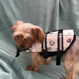 Daisy - Yorkshire Terrier