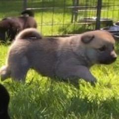 Busy - Norwegian Buhund