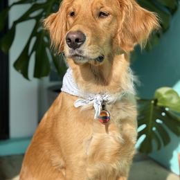 Golden Retriever All Grown Up from Barrier Island Goldens