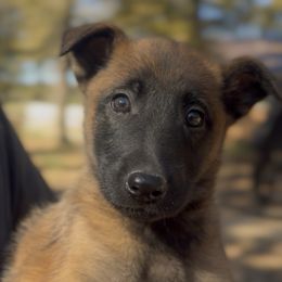 Noble and loving tough solid male for companionship and protection - Fawn male Belgian Malinois puppy in Dallas, Texas from OreVis Malinois