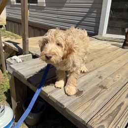 Saint - Cream Australian Labradoodle puppy in Oxford, Mississippi from Stony Brook Australian Labradoodles