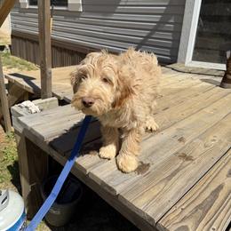 Saint - Cream Australian Labradoodle puppy in Oxford, Mississippi from Stony Brook Australian Labradoodles