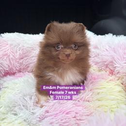 Choc female 3200 no breeding rights - Chocolate female Pomeranian puppy in Kentucky from Em&M Pomeranians