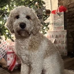 Dolly - Goldendoodle