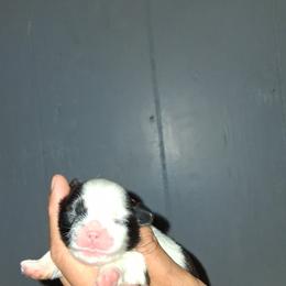 Girl 2 - Black and white female Shih Tzu puppy in Birmingham, Alabama from K&D kennels