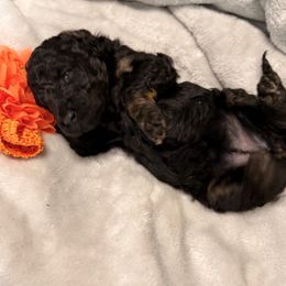 Ginger - Phantom female Poodle puppy in Poplarville, Mississippi from Southern Belle Poodles