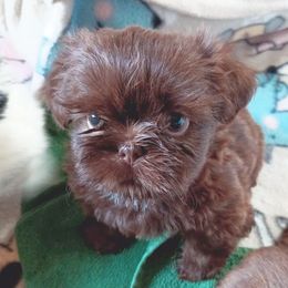 Shih Tzu Puppies from Mia AKC Shih Tzus