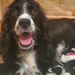Freyja - English Springer Spaniel