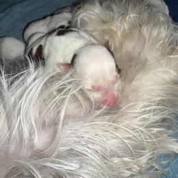 Yorkshire Terrier Puppies from Cristy’s Yorkies